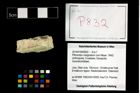 Foto (Objekt + Etikett) von Pithonoton marginatum (von Meyer, 1842)  (NHMW-GEO-2014-0194-0832)